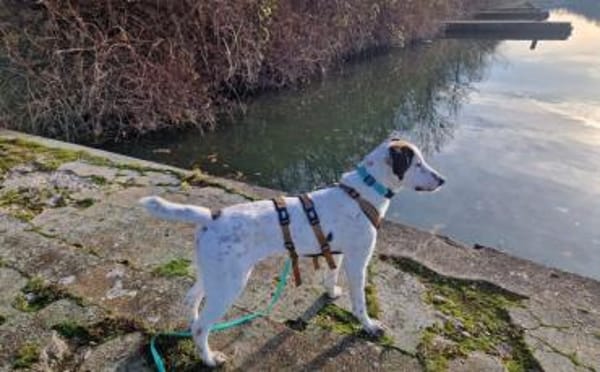 Mit Ozzy zieht gute Laune bei dir ein