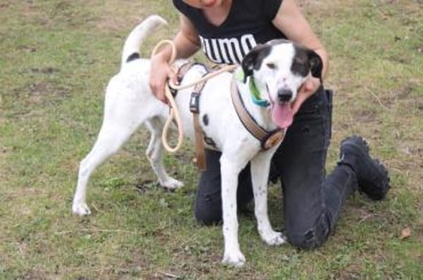 Mit Ozzy zieht gute Laune bei dir ein