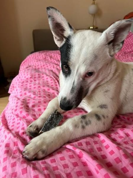 Sparow agiler verspielter Junghund