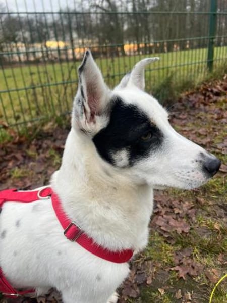 Sparow agiler verspielter Junghund