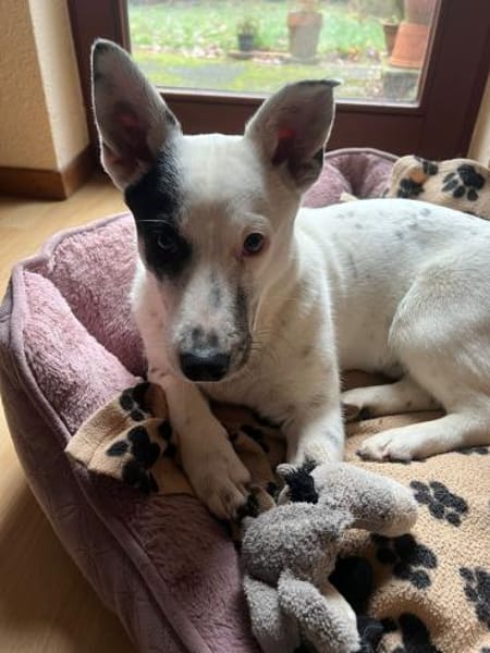 Sparow agiler verspielter Junghund