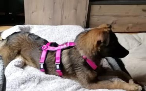 Unser Sternchen ist Sterretje