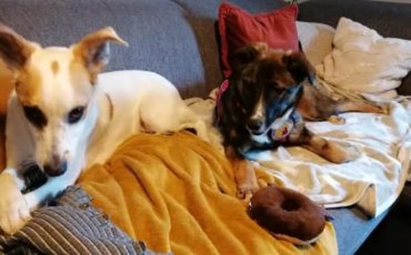 Unser Sternchen ist Sterretje