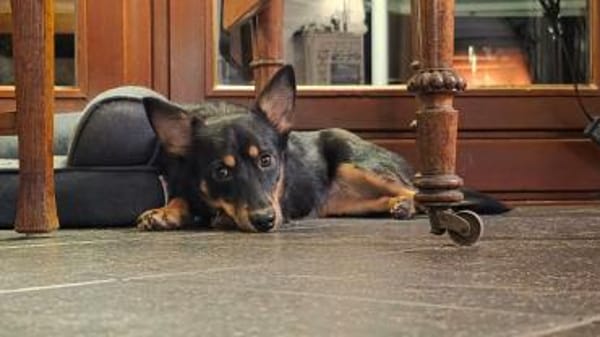 Chia verspieltes Hundemädel