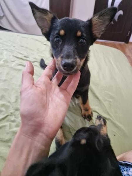 Chia verspieltes Hundemädel