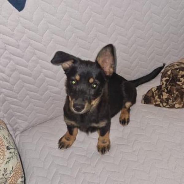 Chia verspieltes Hundemädel