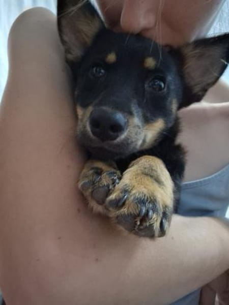 Chia verspieltes Hundemädel