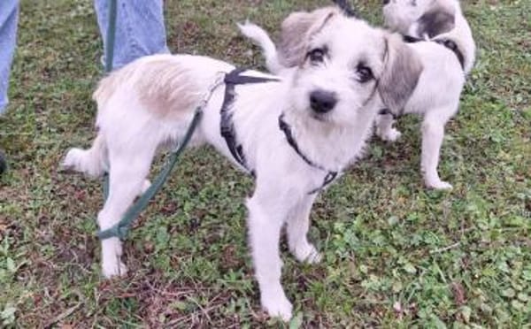 Clyde: Kleiner Kerl mit großem Herz