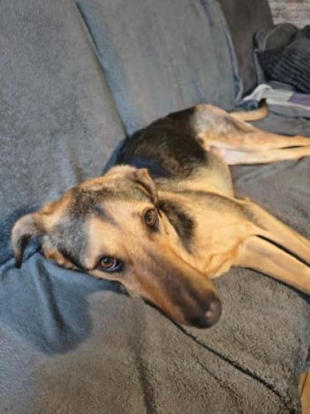 Pappy - sehr lieb, kleiner Streber