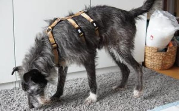 Kämpferin Wanda wartet auf ihre Familie