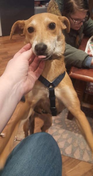 Mirika ist eine freundliche Hündin 🐾