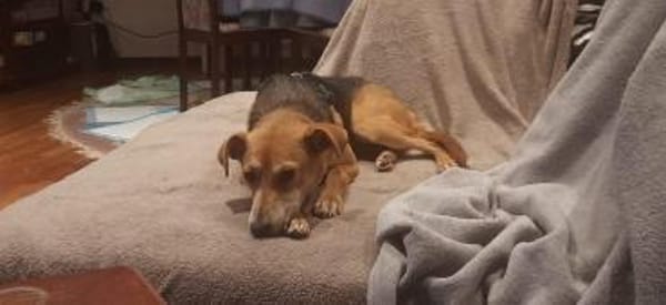 Mirika ist eine freundliche Hündin 🐾