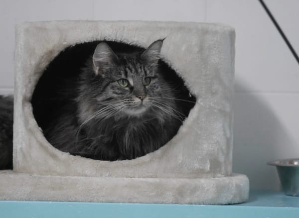 Ulysse (en cours d'adoption)