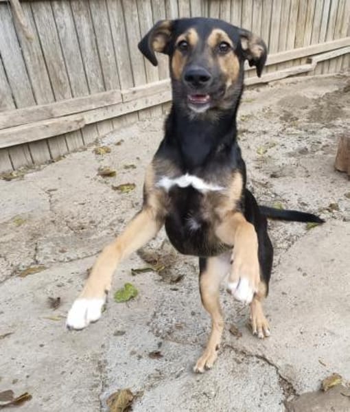 Jenna - sensible Hündin