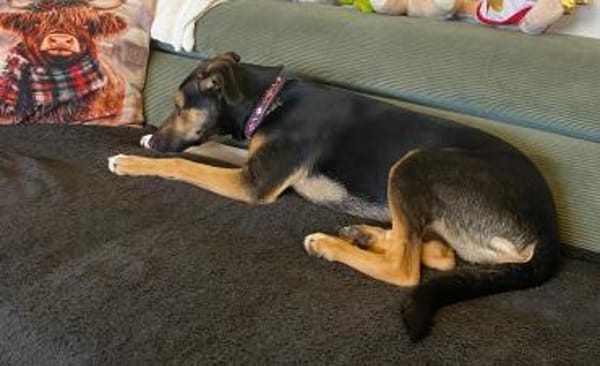 Jenna - sensible Hündin