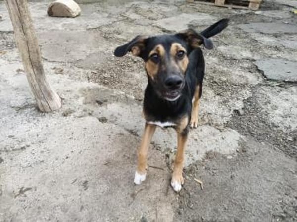 Jenna - sensible Hündin