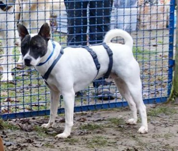 Mark, verschmust, freundlich, lernwillig