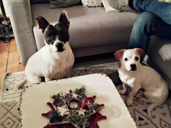 Mark, verschmust, freundlich, lernwillig