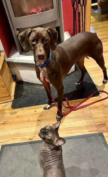 Asia, freundlich, offen, lernwillig