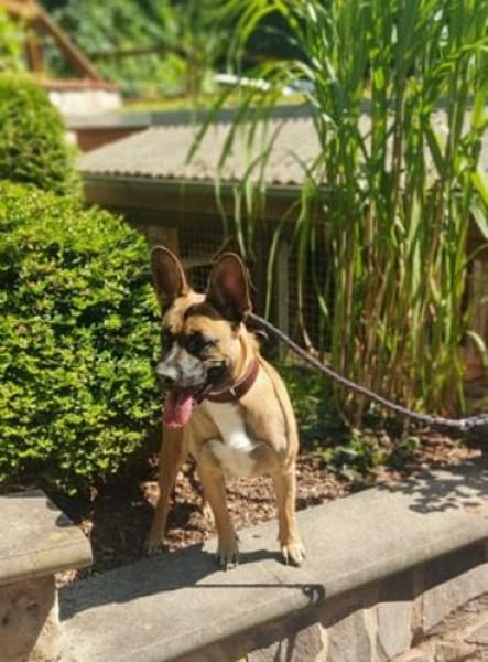 Daisy, temperamentvolle kleine Dame