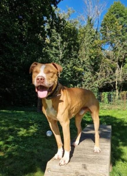 Cody, liebevoller Staff