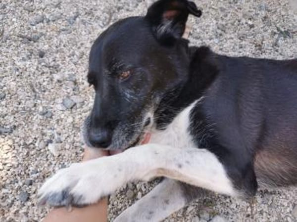 Julia - liebt die Menschen