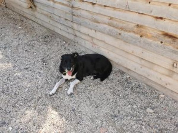 Julia - liebt die Menschen