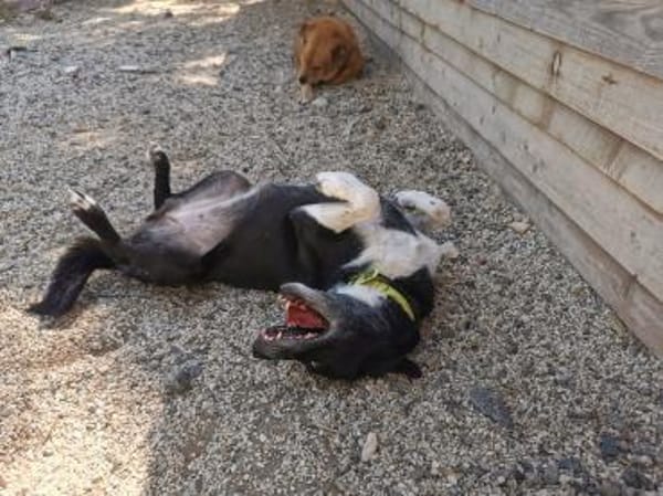 Julia - liebt die Menschen