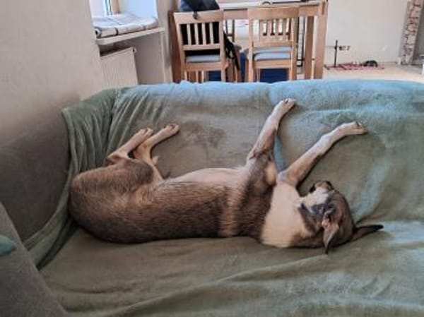 Bindi, bezaubernde Hündin