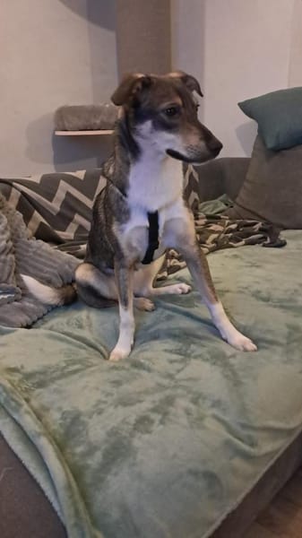 Bindi, bezaubernde Hündin