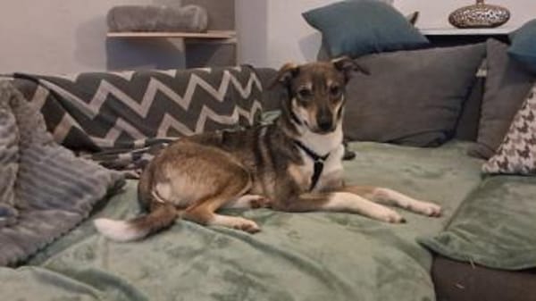 Bindi, bezaubernde Hündin