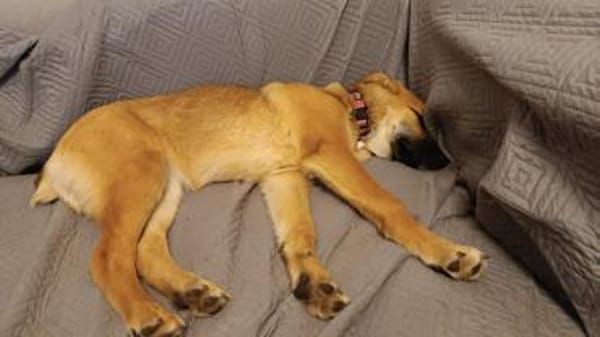 Nala II möchte Ihr Herz erobern