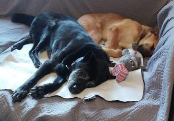 Nala II möchte Ihr Herz erobern