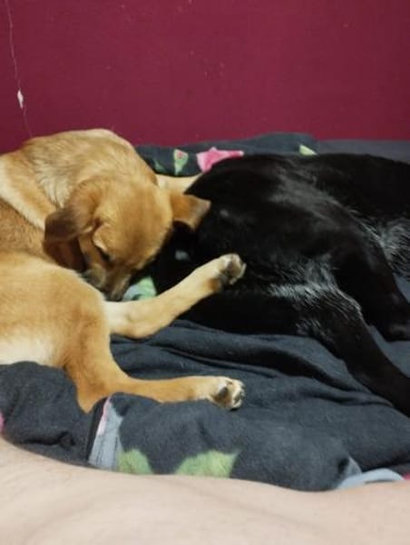 Nala II möchte Ihr Herz erobern