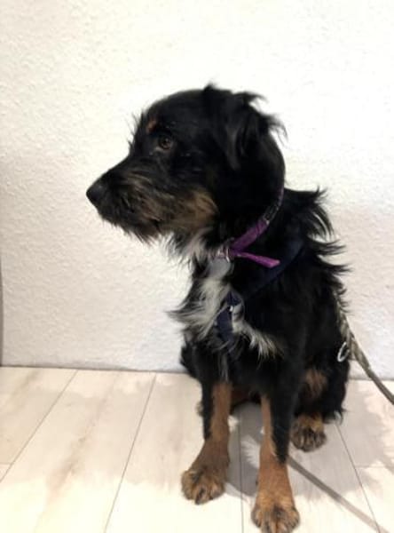 Tomillo1 sucht ein Zuhause