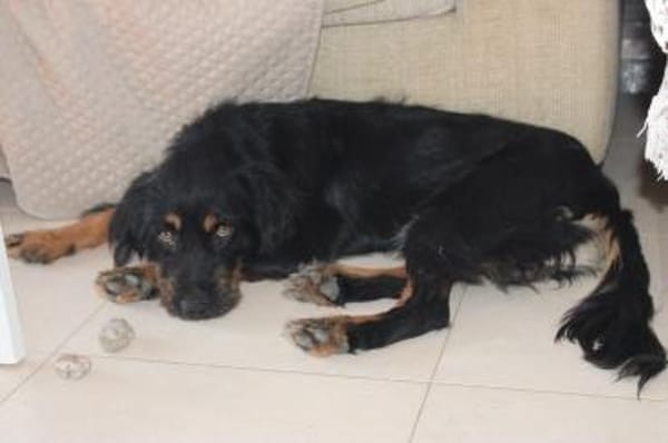 Tomillo1 sucht ein Zuhause