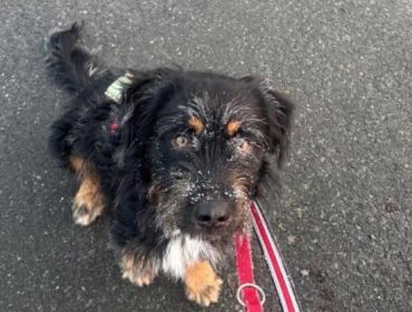 Tomillo1 sucht ein Zuhause