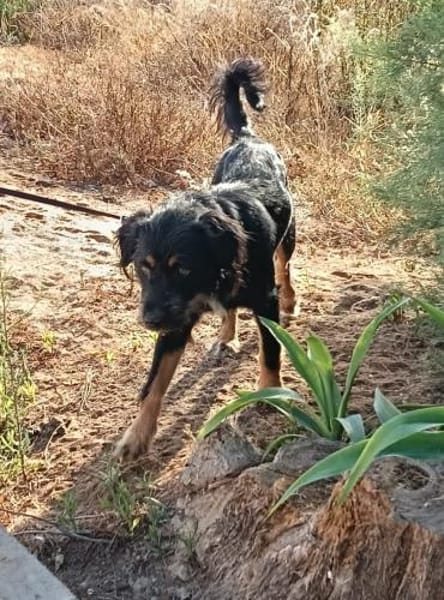 Tomillo1 sucht ein Zuhause