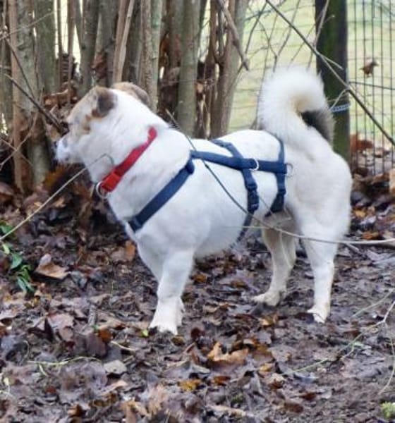 Nacho, klug, verspielt, kinderlieb