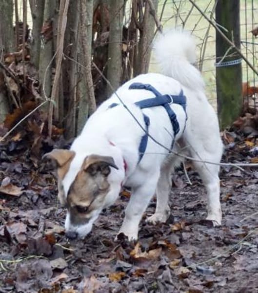 Nacho, klug, verspielt, kinderlieb