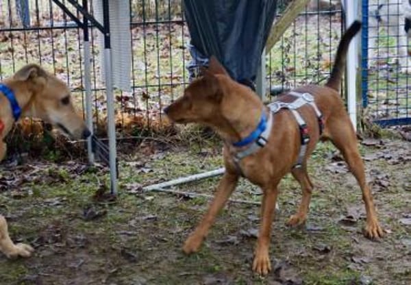 Ilia Topuria,freundlich,offen,kinderlieb