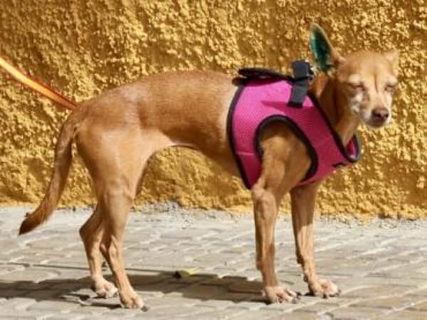 Flor, zutraulich, freundlich, offen