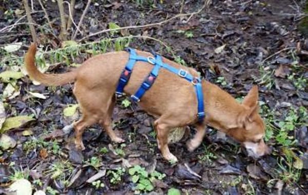 Flor, zutraulich, freundlich, offen