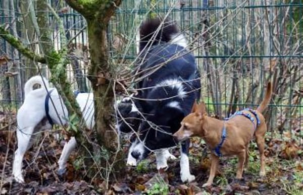 Flor, zutraulich, freundlich, offen