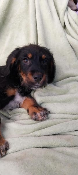 Süßer Peanut möchte eine Familie