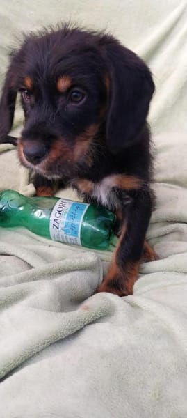 Süßer Peanut möchte eine Familie