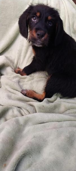 Süßer Peanut möchte eine Familie