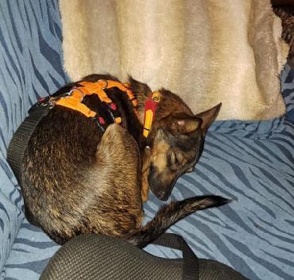 Yoko1 sucht ein Zuhause