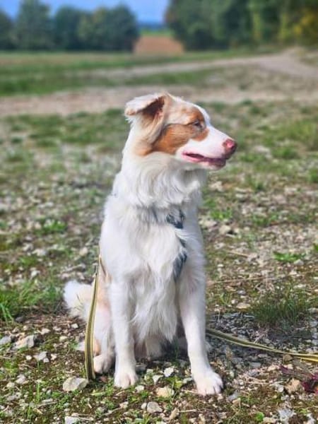 Happy - sucht Streicheleinheiten