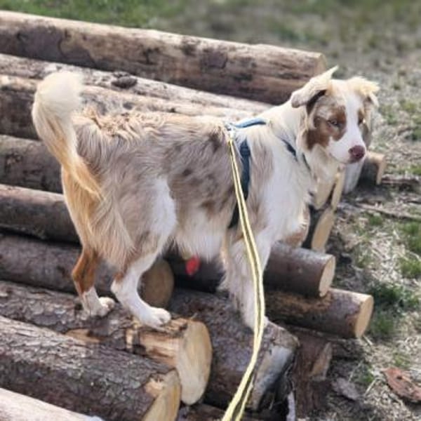Happy - sucht Streicheleinheiten